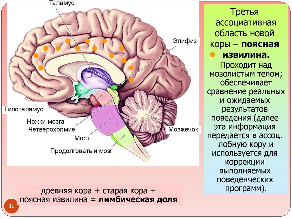 Средний и промежуточный мозг строение. Пластинка четверохолмия головного мозга. Поясная извилина головного мозга. Структура конечного мозга четверохолмие. Строение коры конечного мозга.