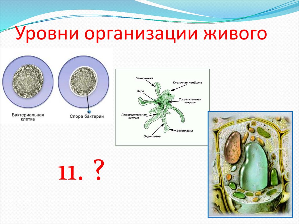 Развитие живой клетки