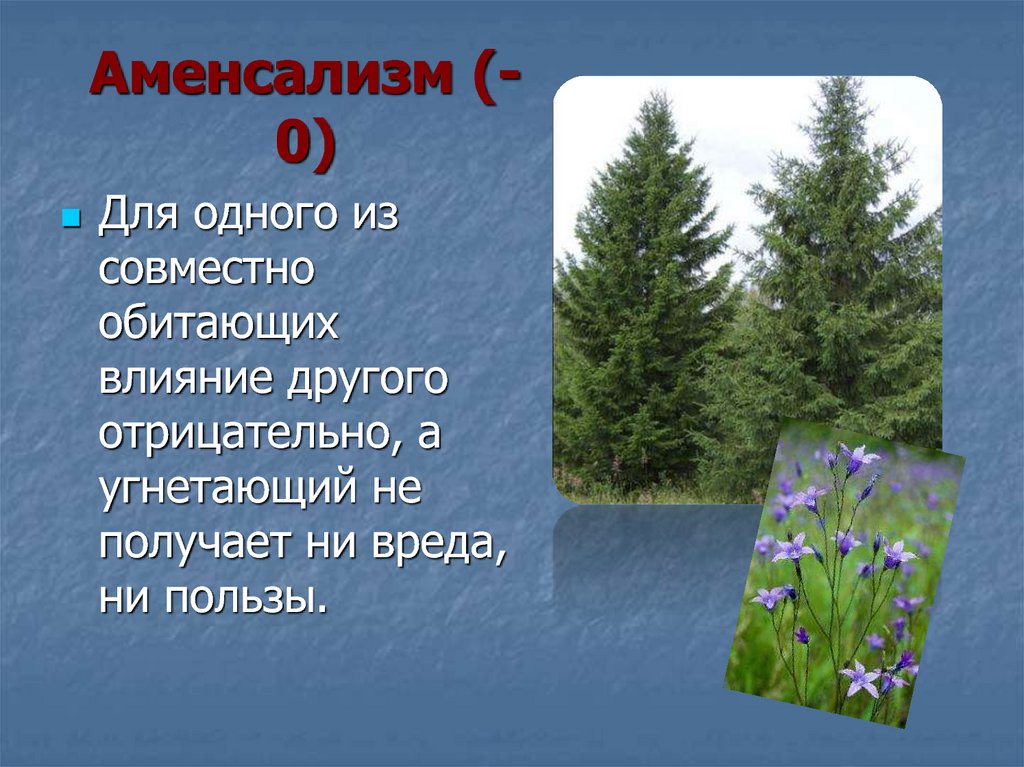 Аменсализм. Аменсализм ель. Аменсализм +0. Аменсализм животные и растения. Примеры аменсализма.