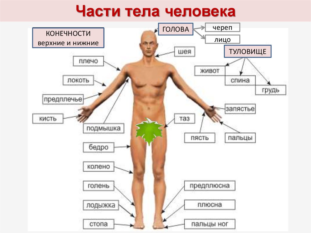 Самые места человека. Анатомия человека части тела названия. Голень на схеме человека. Анатомия человека название частей тела наружных. Название частей тела человека рисунок.