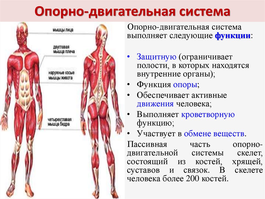 Основной функцией организма является. Опорно двигательная система человека органы и функции таблица. Анатомия: опорно-двигательная система (мышцы). Строение опорно двигательной системы опорные структуры. Функции мышц человека опорно двигательная система.