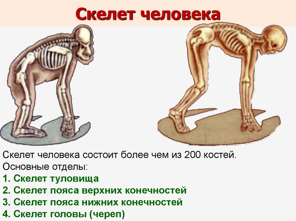 Состоит из более чем. Интересные факты о скелете. Интересные факты о кости скелета. Интересная информация про скелет человека. Самое интересное о скелете человека.