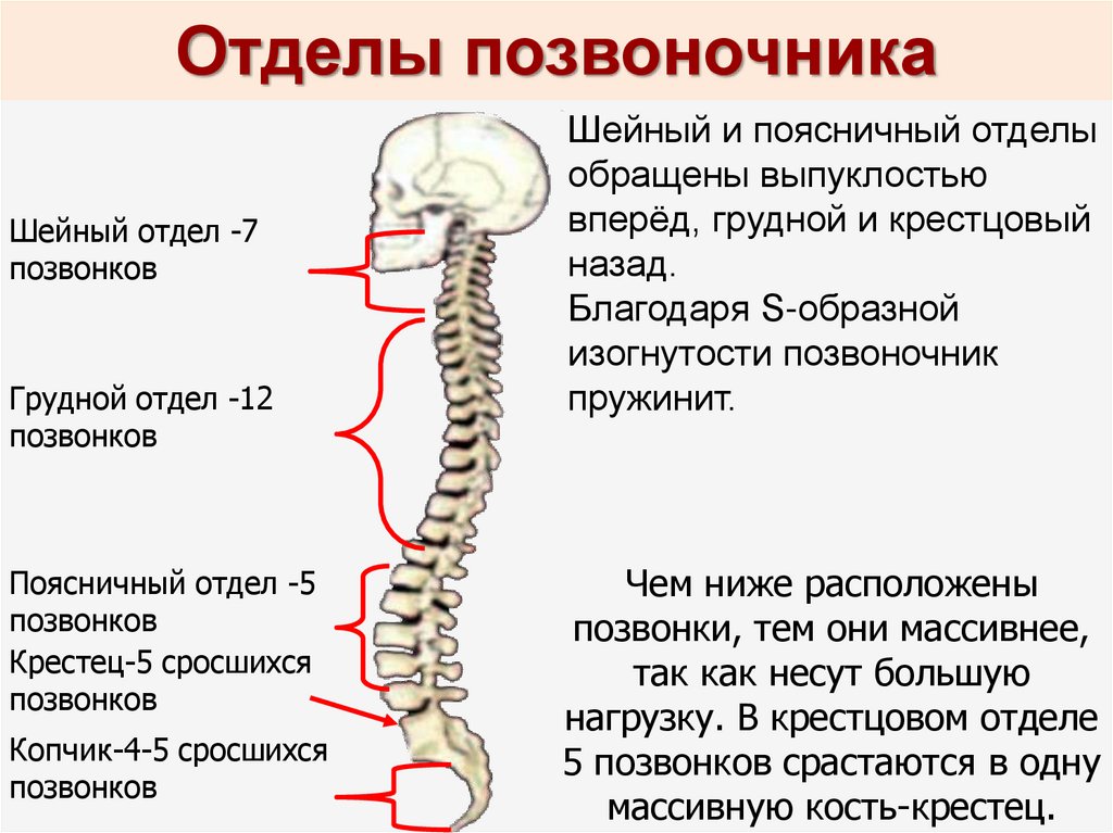 Шейный отдел кости скелета. Строение шейного отдела позвоночника. Шейный отдел позвоночника состоит из 7. Позвоночник шейный тдел анатомия. Шейные позвонки функции анатомия.