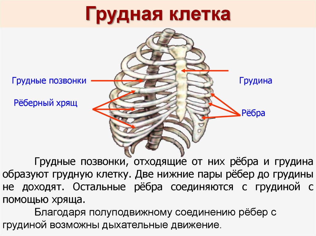 Сколько ребер на 1 стороне. Хрящ ребра анатомия. Реберный хрящ 2 ребра. Анатомия ребер грудной клетки. Грудная клетка строение и соединение костей.
