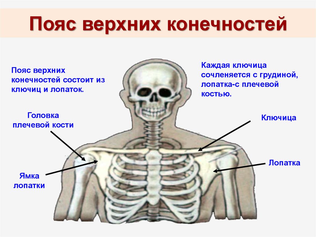Лопатка кость человека на скелете. Пояс верхних конечностей. Пояс верхних конечностей ключица. Пояс верхних конечностей состоит из. Пояс вернхей конечностей.