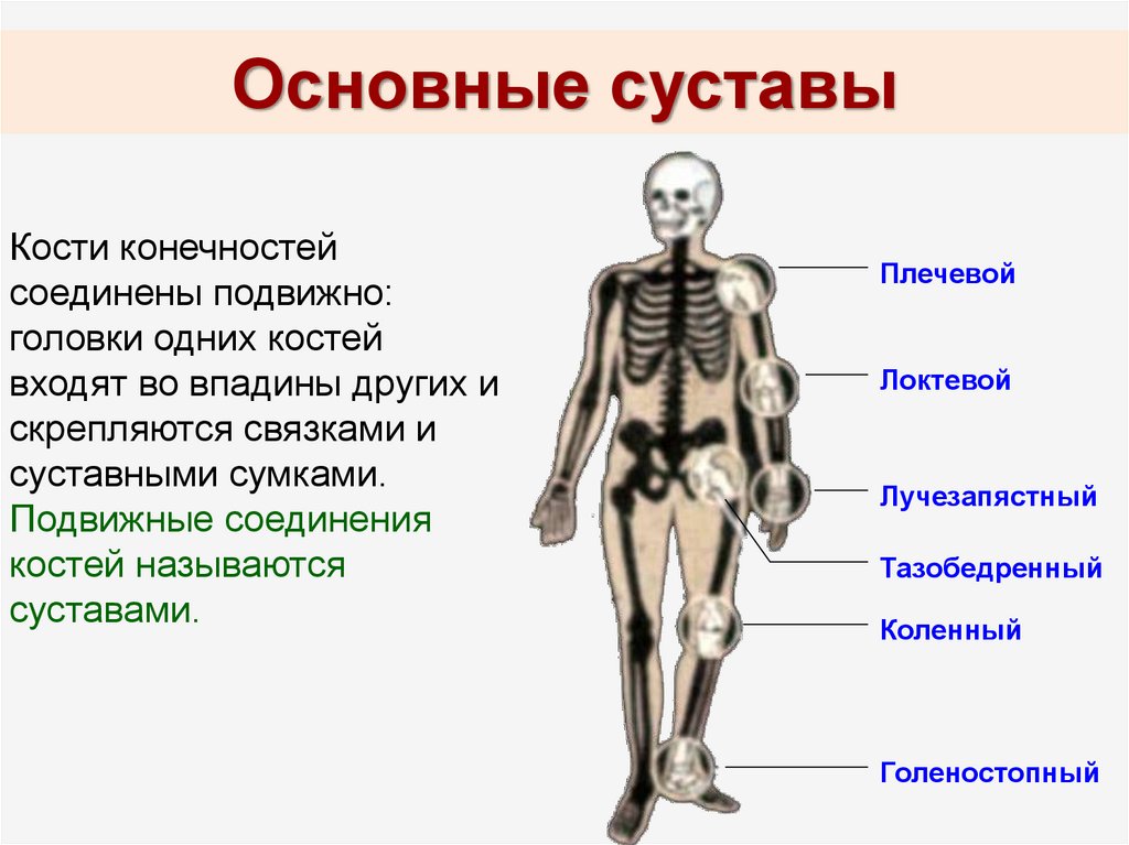 Поверхность скелета. Суставы человека. Кости и суставы человека. Суставы скелета человека. Название основных костей человека.