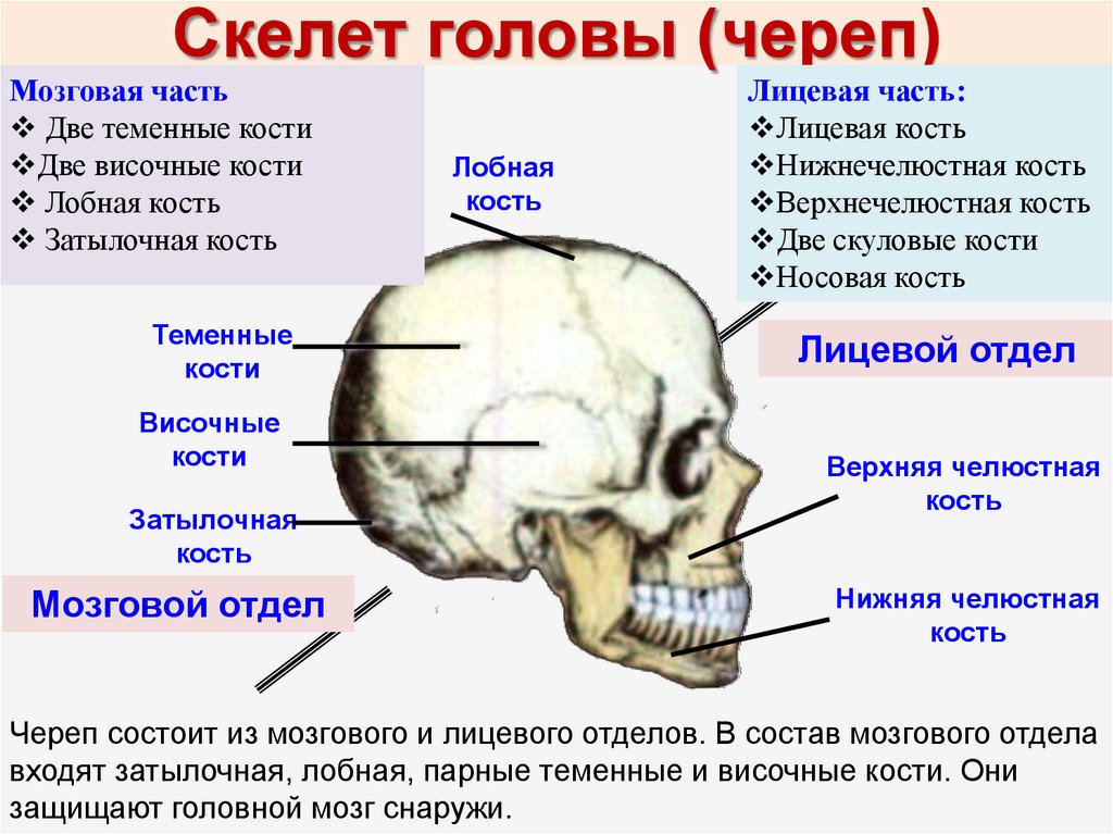 Затылок где находится. Кости мозгового и лицевого отдела черепа. Кости черепа затылочная кость. Скелет головы мозговой отдел костей. Затылочная кость кость в черепе.