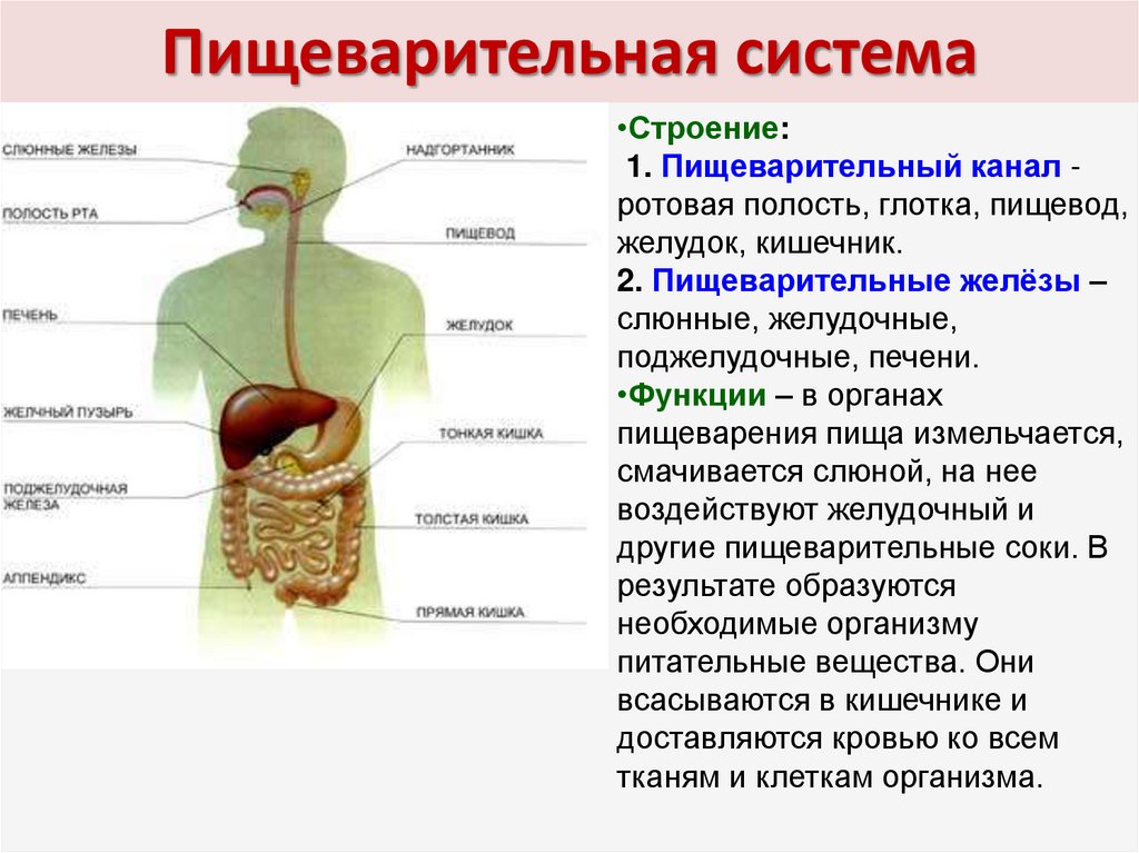 Рот пищевод желудок кишечник. Основные отделы пищеварительной системы человека. Система органов пищеварения + пищеварительные железы. Функции пищеварительной системы анатомия. Пищеварительная система ее строение и функции.