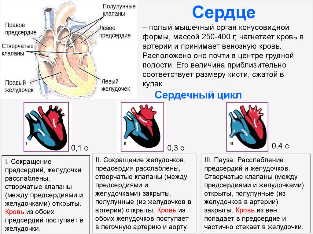Правый желудочек отделен от правого предсердия. Строение сердца предсердия и желудочки клапаны. Схема слоев миокарда предсердий и желудочков сердца. Строение желудочков сердца. Функции предсердий желудочков и клапанов сердца.