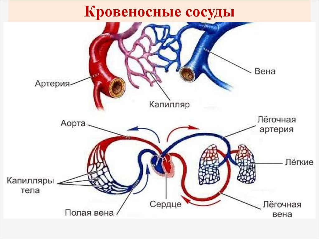 Кровеносная система сердце вены артерии капилляры. Аорта артерии капилляры вены. Строение сосудов артерия Вена капилляр. Кровеносная система сосуды артерии вены. Артерии вены капилляры схема.