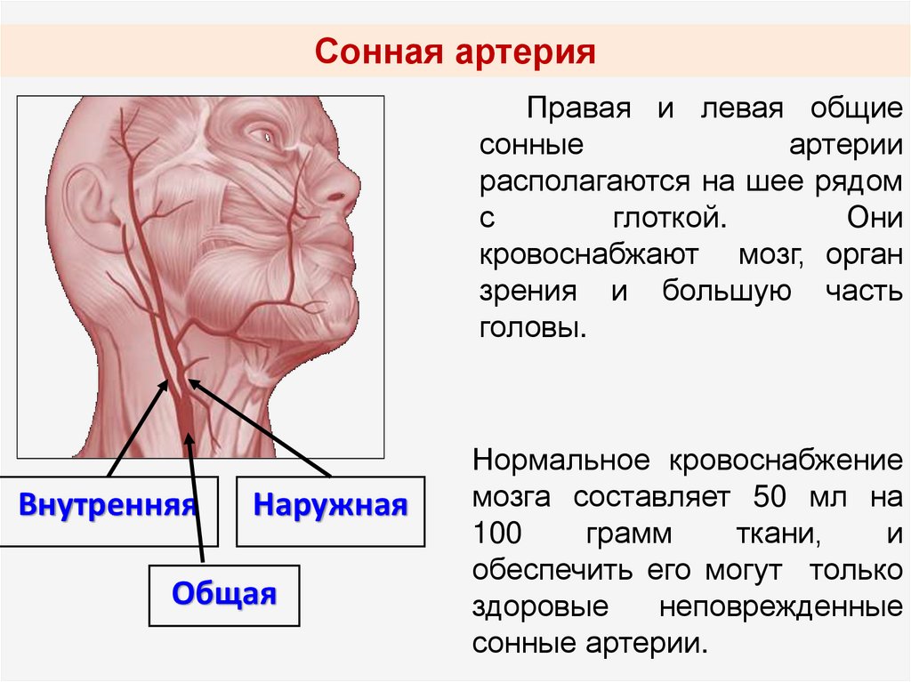 С какой стороны находится сонная артерия у человека на шее фото инструкция