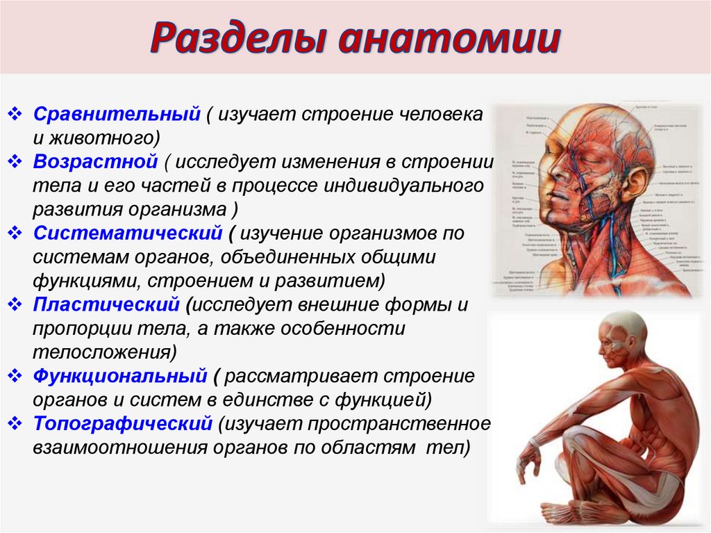Функции органов изучает. Изучение анатомии человека. Разделы анатомии человека. Анатомия человека разделв. Физиология человека строение.
