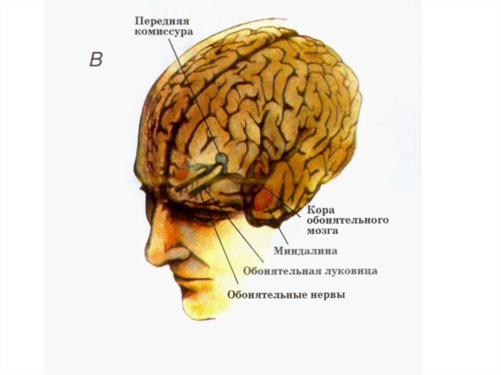 Мозг находится в голове. Верхний продольный пучок в головном мозге. В какой части головы находится мозг у человека фото. Передняя комиссура мозга. Что находится на макушке в мозге.