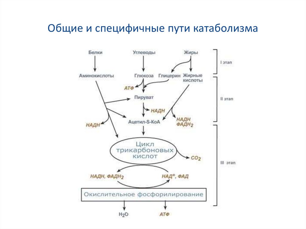 Путь белков. Схема путей катаболизма биохимия. Общий путь катаболизма биохимия схема. Общая схема катаболизма белков, жиров, углеводов. Специфические пути катаболизма пищевых веществ.