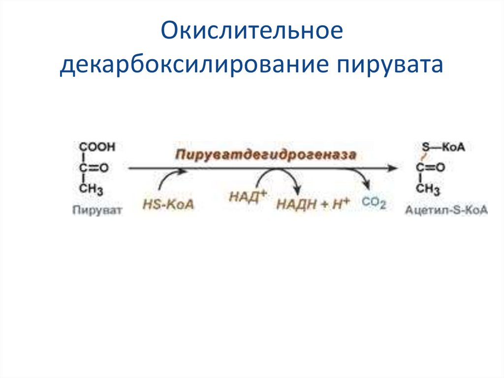 Схема окислительного декарбоксилирования