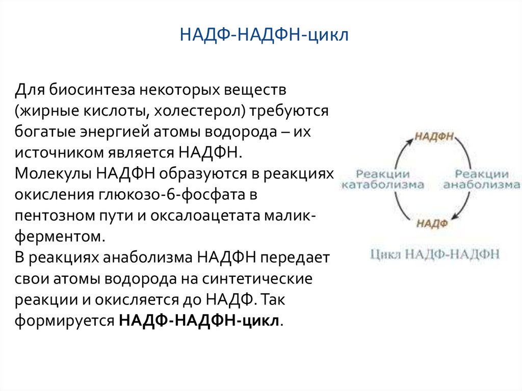 Синтез надф. НАДФ И НАДФН. Цикл с НАДФ. Источники НАДФН для синтеза жирных кислот. Источники надфн2.