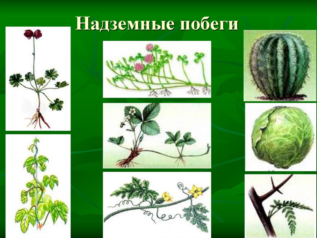 Надземные растения примеры