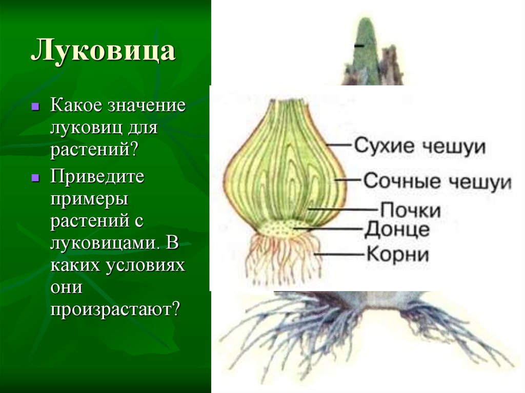 Какие корни отрастают от стебля у луковицы. Строение луковичных растений. Строение луковицы растения. Строение луковица примеры. Внешнее строение луковицы.