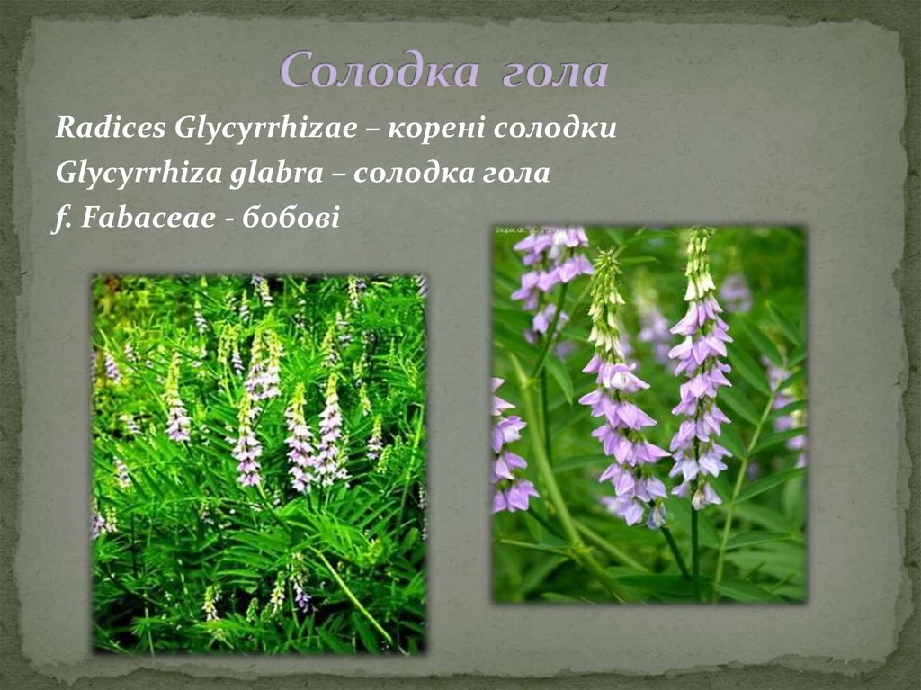 Солодка гола