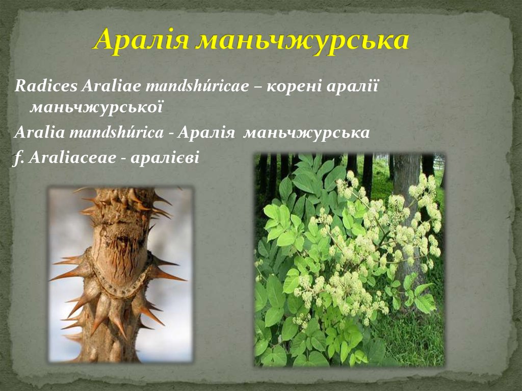 Аралія маньчжурська