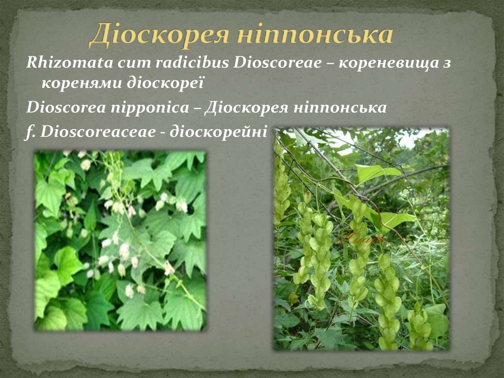 Діоскорея ніппонська