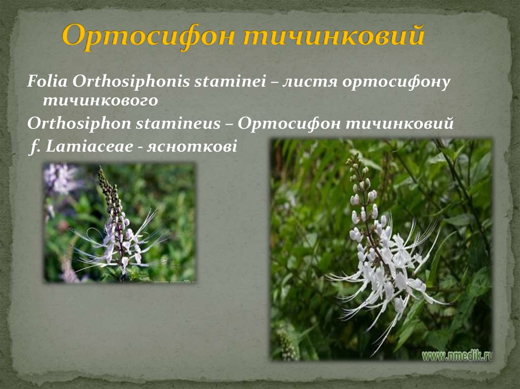 Ортосифон тичинковий