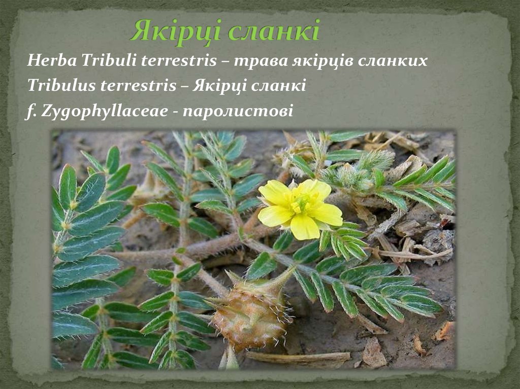 Якірці сланкі