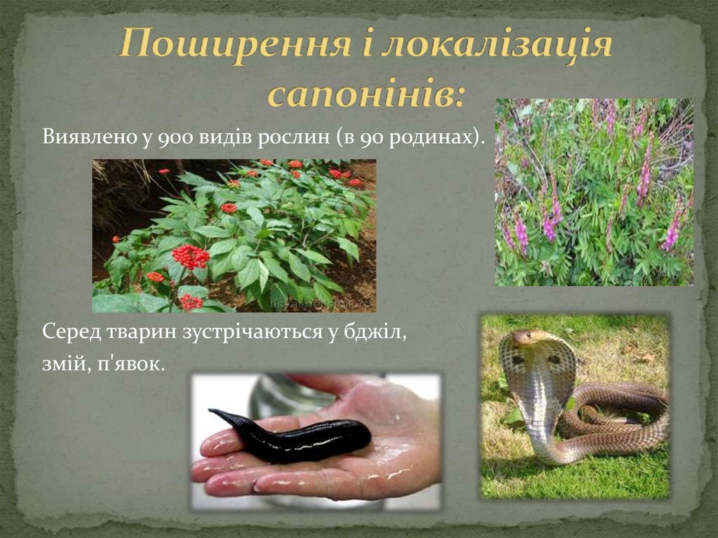 Поширення і локалізація сапонінів: