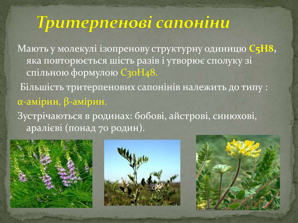 Тритерпенові сапоніни