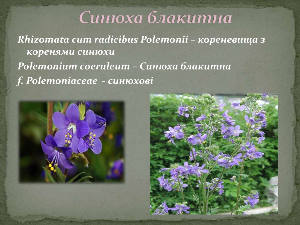 Синюха блакитна