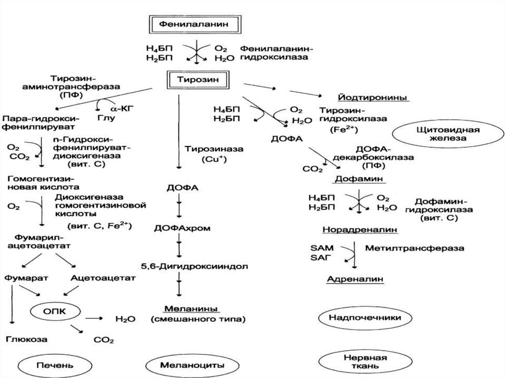 Синтез тирозина. Схема метаболизма фенилаланина. Фенилаланин превращается в тирозин. Функции тирозина биохимия. Превращение тирозина из фенилаланина.