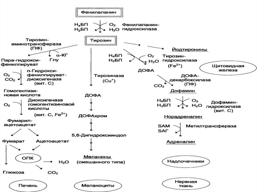 Нарушение метаболизма фенилаланина. Фенилаланин превращается в тирозин. Функции тирозина биохимия. Превращение тирозина из фенилаланина. Обмен фенилаланина и тирозина наследственные нарушения обмена..