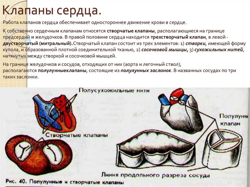 Презентация клапаны сердца