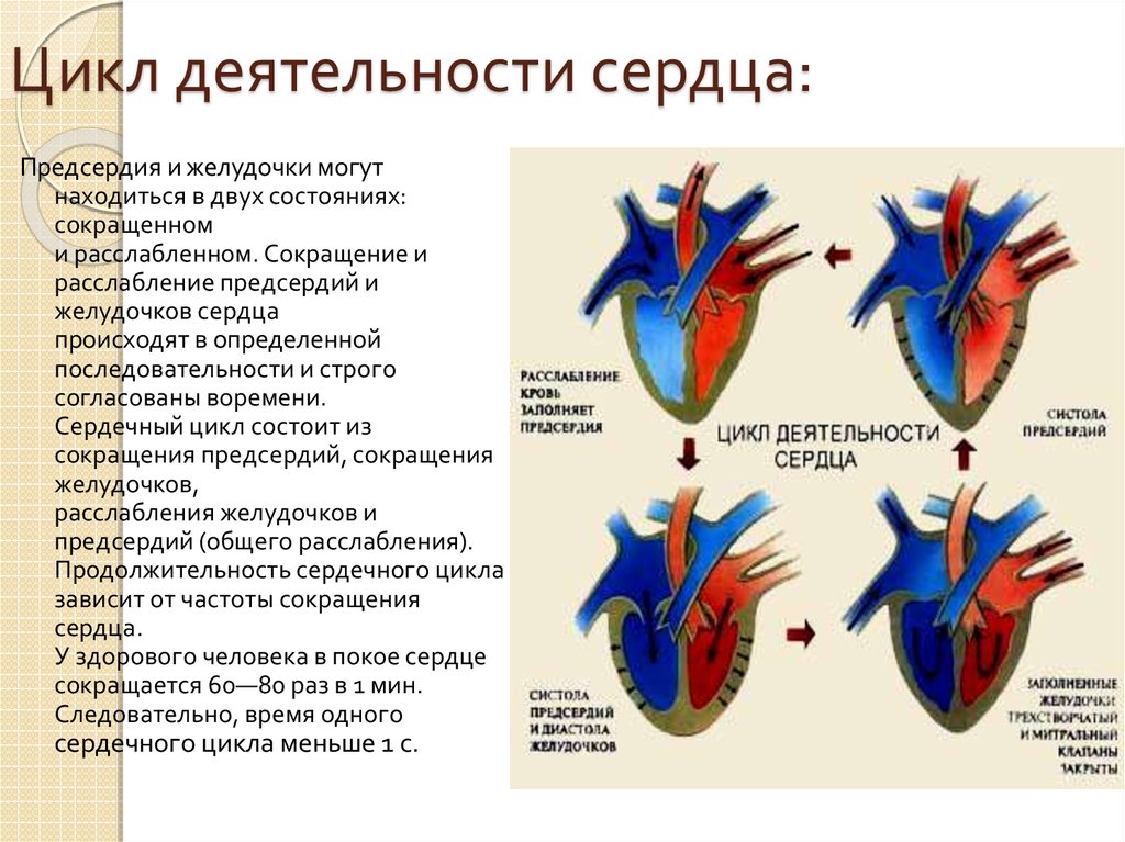 Расслабление предсердий и желудочков. Сердце анатомия желудочки и предсердия. Сердце анатомия строение предсердия желудочки. Строение предсердий и желудочков. Сердце правое предсердие левое предсердие желудочек.