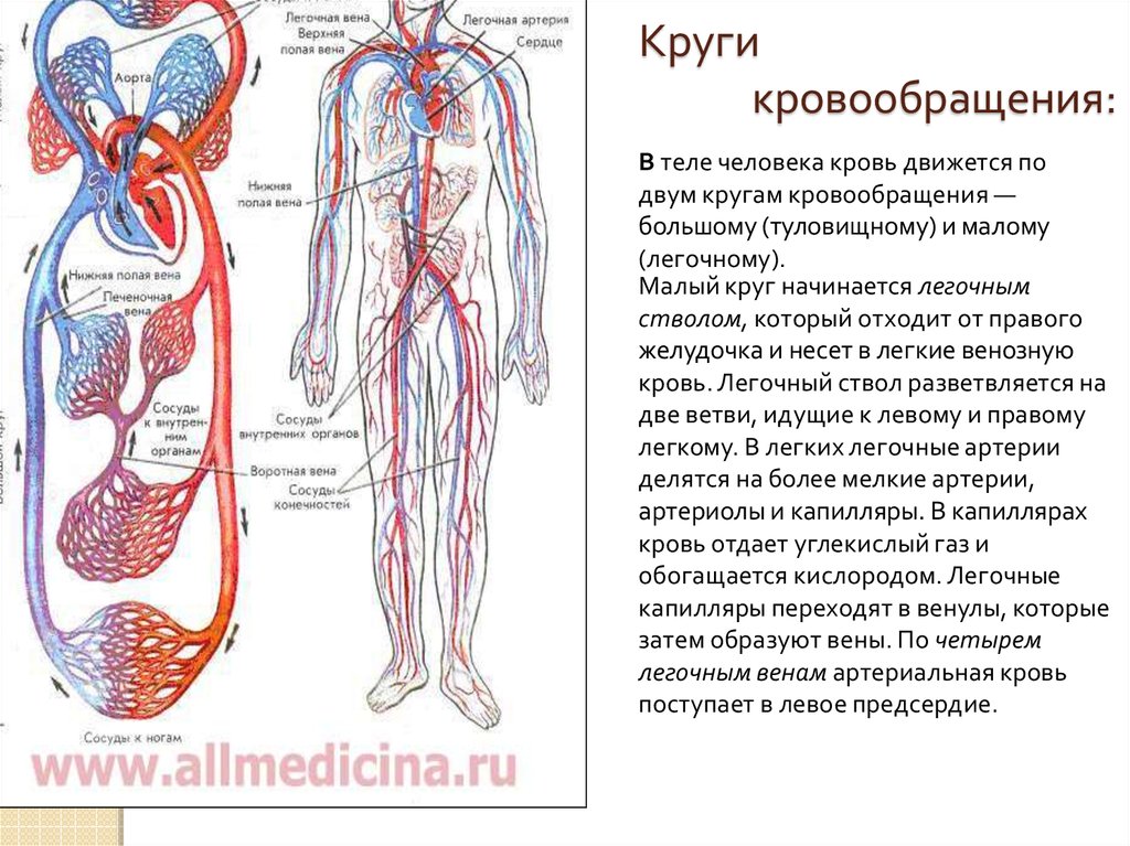 Система кровообращения человека состоит. Анатомия сердца человека и круги кровообращения. Круги кровообращения сердца схема. Строение сердца большой круг кровообращения. Сердце человека анатомия схема и круги кровообращения.