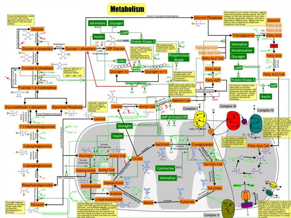 Схема метаболизма человека полная