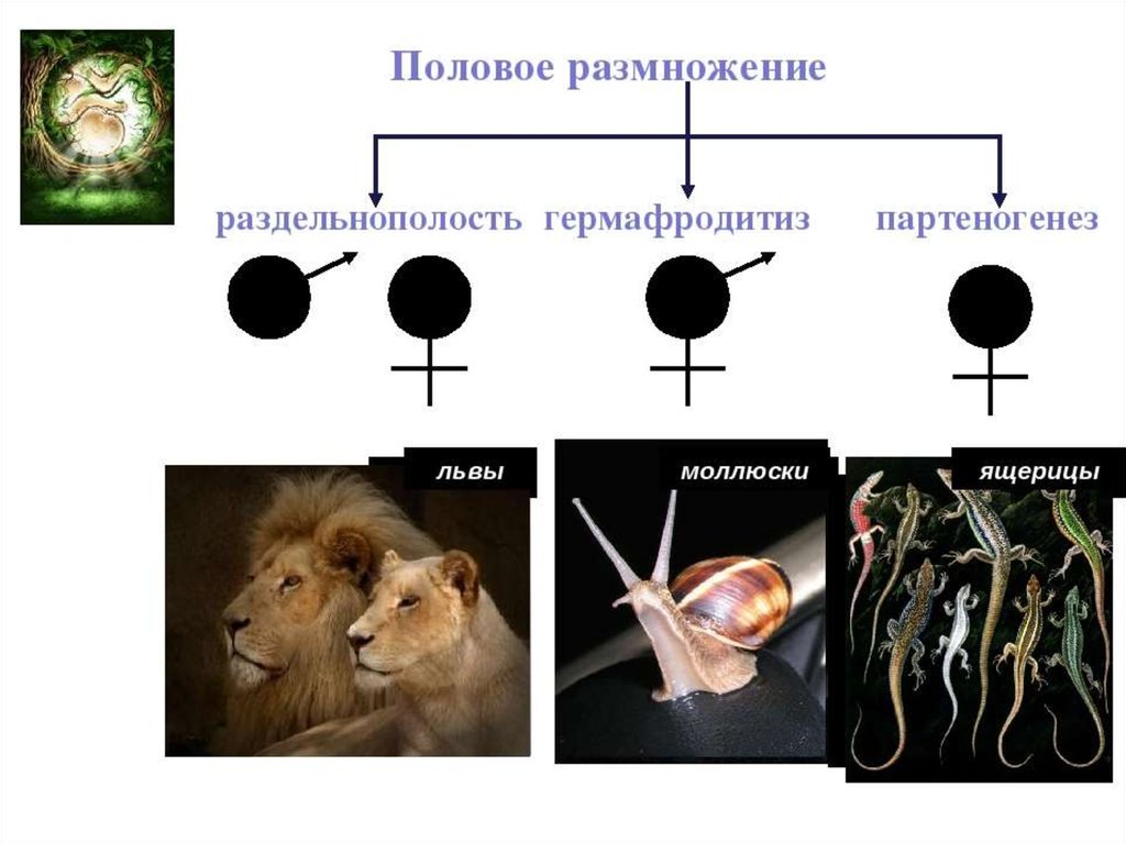 Размножение 2 вариант. Половое размножение. Половое размножение организмов. Половое размножение биология. Партеногенез и гермафродитизм.