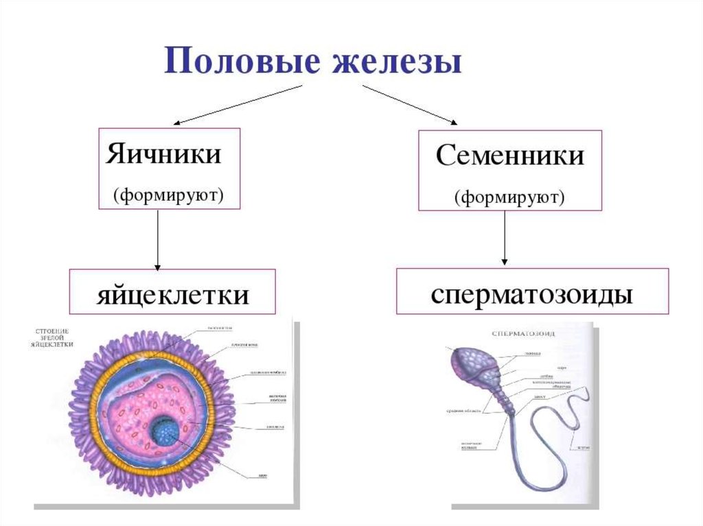 Первичные мужские половые клетки. Строение половых клеток яйцеклетка. Половое размножение строение сперматозоида. Строение яйцеклетки человека схема. Строение половых клеток 10 класс.