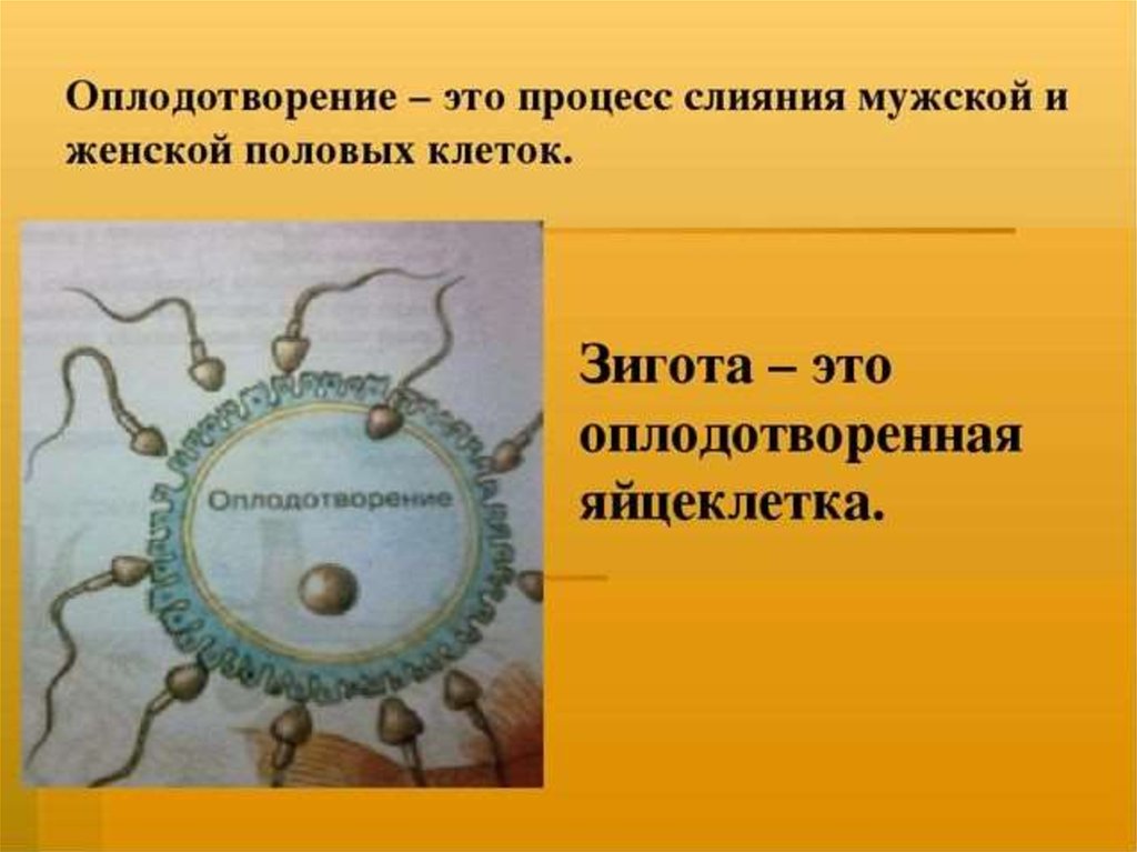 Оплодотворение класс. Зигота это в биологии. Оплодотворение это в биологии. Оплодотворение определение биология. ОБЛАГОТВОРЕНИЕ это биология.