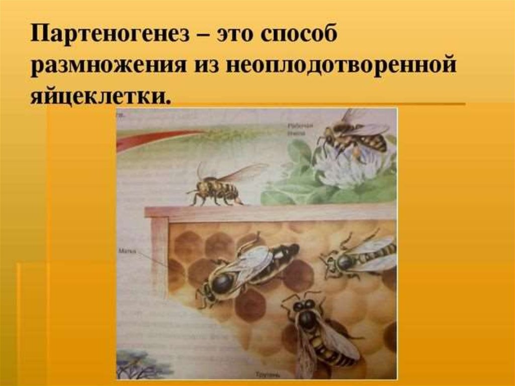 Партеногенез и почкование. Рудиментарный партеногенез. Половое размножение партеногенез. Партеногенез у позвоночных животных. Партеногенез вид размножения.