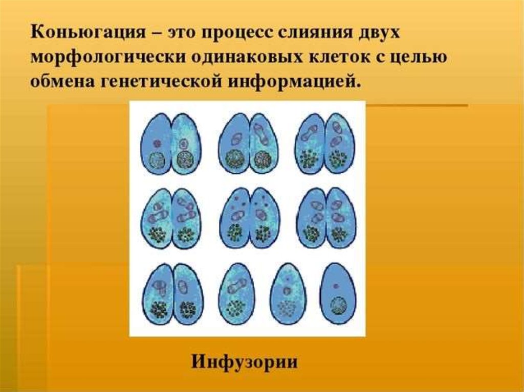 Одинаковые клетки. Процесс слияния двух морфологически одинаковых клеток. Морфологически одинаковые клетки. Слияние двух соседних морфологически одинаковых клеток. Как называется слияние двух клеток.