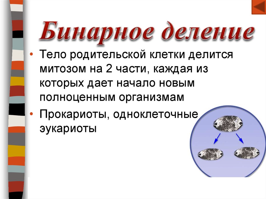 Бинарное деление