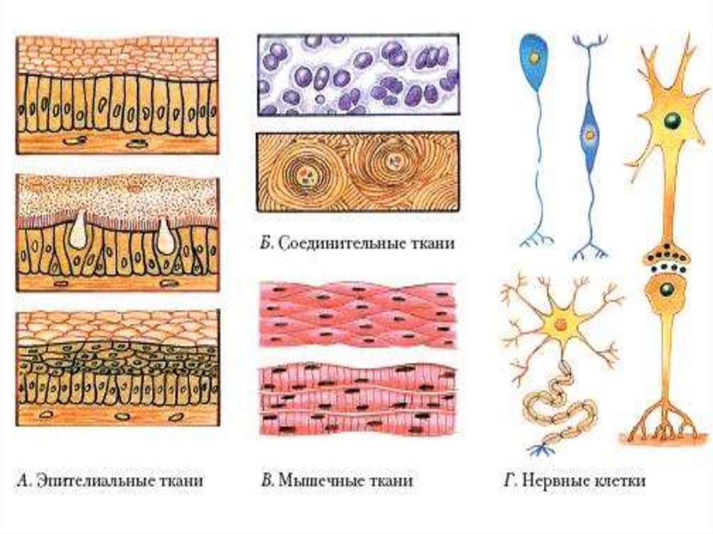 Строение тканей рисунок. Строение ткани человека схема. Строение тканей биология 8 класс. Типы тканей анатомия. Соединительные ткани рис 8 биология 8 класс.