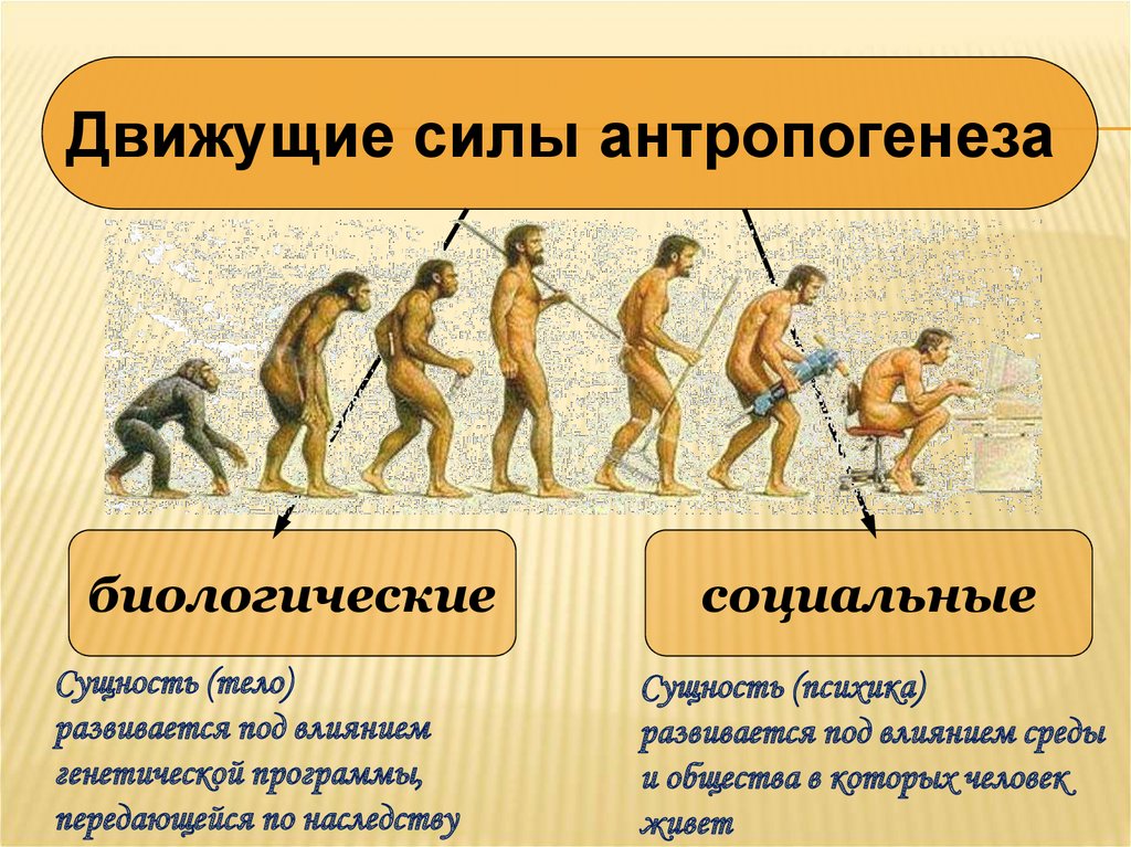 Эволюционное происхождение человека презентация 9 класс пономарева. Антропогенез движущие силы антропогенеза. Эволюция современного человека. Движущие силы эволюции человека. Этапы появления человека.