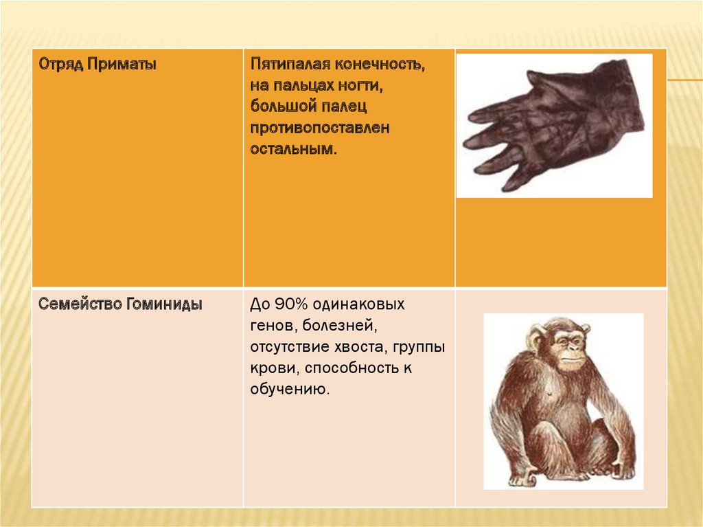 Эволюционное происхождение человека презентация 9 класс пономарева. Пятипалые конечности. Пятипалая конечность у млекопитающих. Пятипяльные конесности. Пятипалые конечности у животных и людей\.