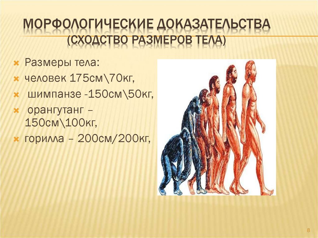 Развитие 9. Морфологические доказательства эволюции человека. Эволюция человеческого тела. Морфологические доказательства. Доказательства эволюционного происхождения человека.