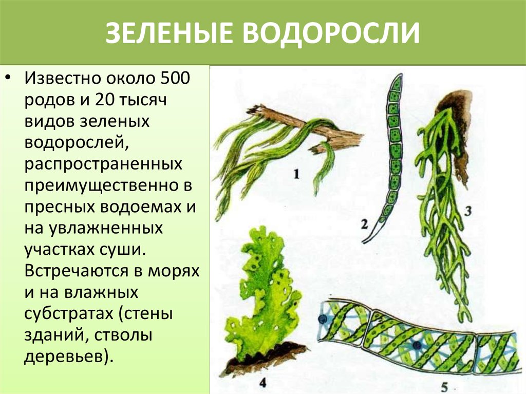 5 примеров водорослей. Зелёные водоросли представители. Проект на тему зеленые водоросли. Отдел зеленые водоросли представители. Зеленые водоросли презентация.