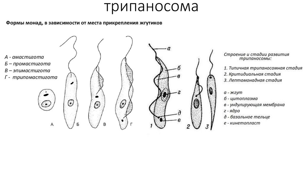 Строение трипаносомы рисунок с подписями