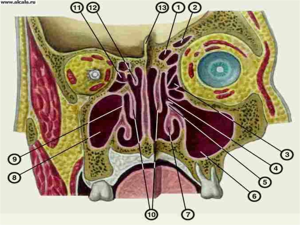 Пазухи анатомия. Строение носовых носовые пазухи. Строение носа и пазух анатомия. Придаточные пазухи носовой полости анатомия. Анатомия носа и околоносовых пазух.