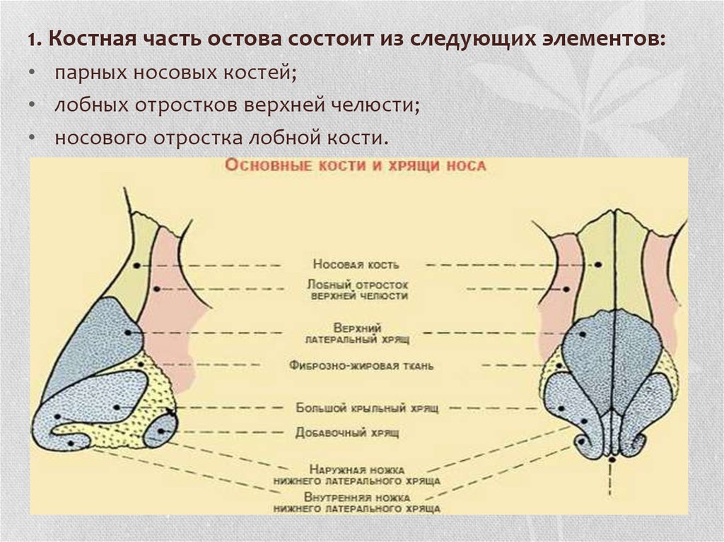 Анатомия носа презентация